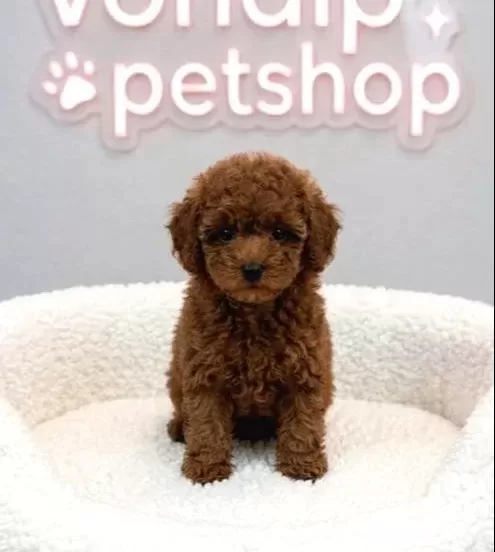 Mi̇nyatür Poodle Bebekleri̇mi̇z Vonalp Petshopta
