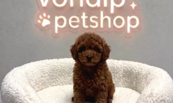 Mi̇nyatür Poodle Bebekleri̇mi̇z Vonalp Petshopta