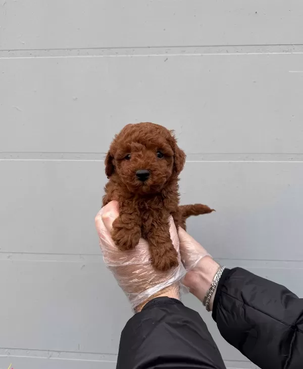 Gerçek Toy Poodle Yavrularimiz Irk Garanti̇li̇