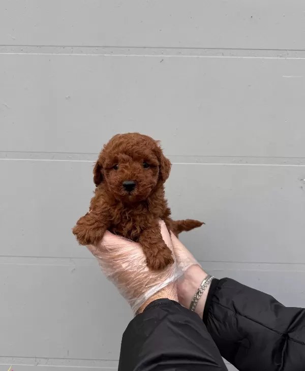 Gerçek Toy Poodle Yavrularimiz Irk Garanti̇li̇