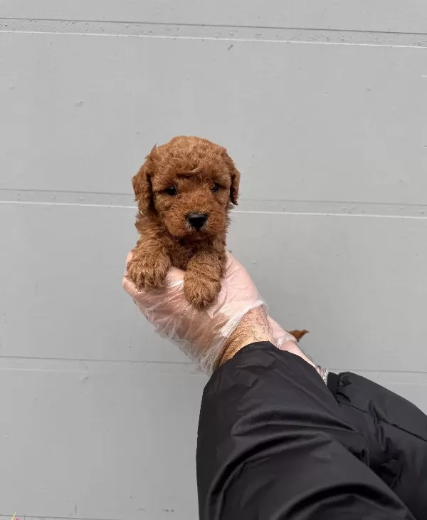 Gerçek Toy Poodle Yavrularimiz Irk Garanti̇li̇