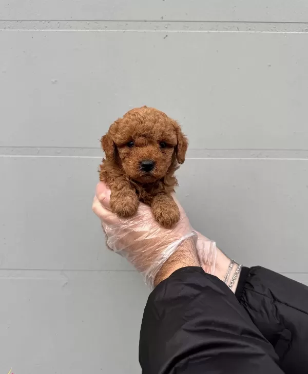 Gerçek Toy Poodle Yavrularimiz Irk Garanti̇li̇
