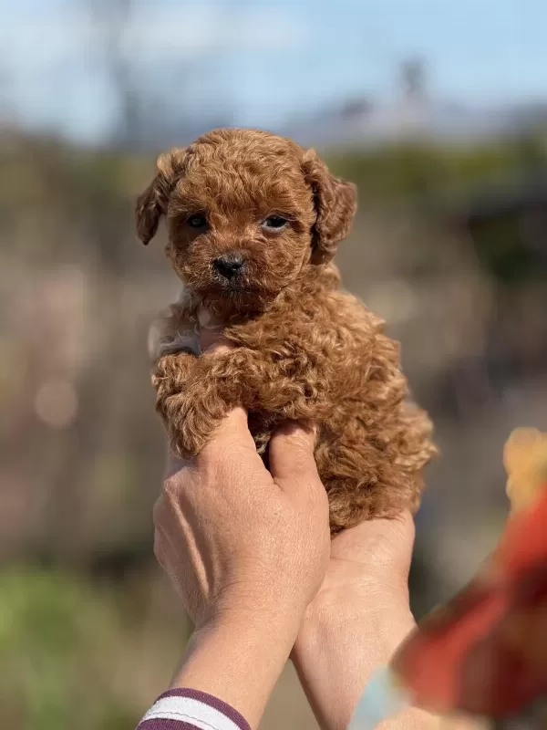 Aşili Çiş Eğitimli Teacup Toy Poodle