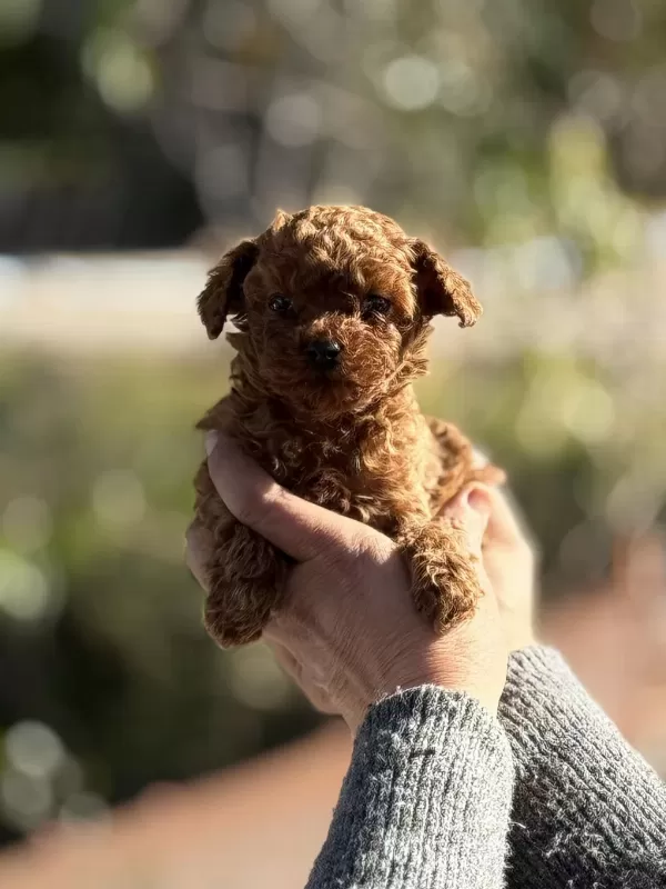 Aşili Çiş Eğitimli Teacup Toy Poodle