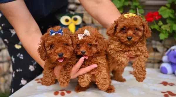 Toy Poodle Safkan Yavrularımız