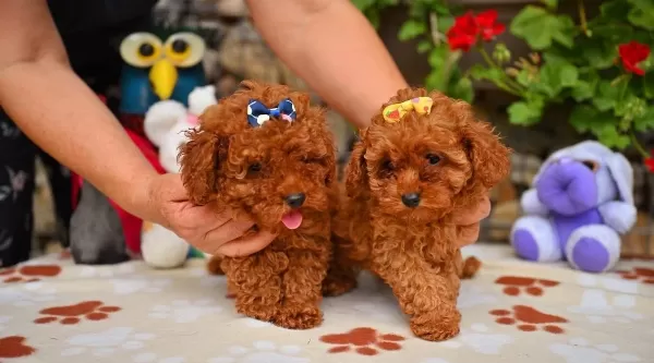Toy Poodle Safkan Yavrularımız