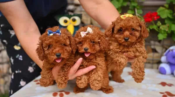 Toy Poodle Safkan Yavrularımız