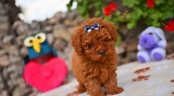 Toy Poodle Safkan Yavrularımız