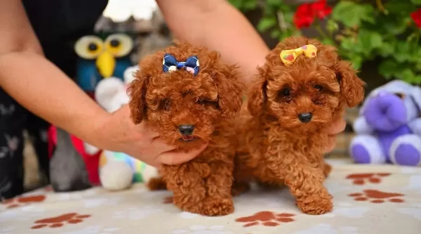 Toy Poodle Safkan Yavrularımız
