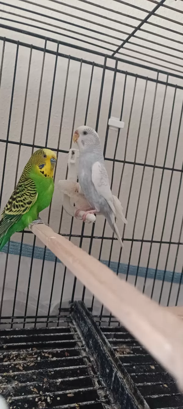 Muhabbet kuşu yeni eşleme