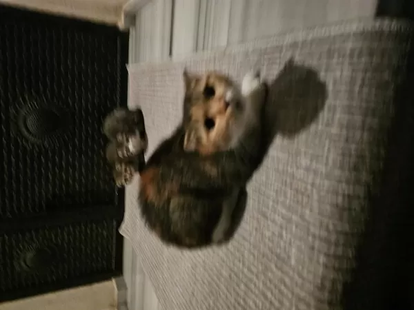 Sokağa Atıldılar Kediler Acil