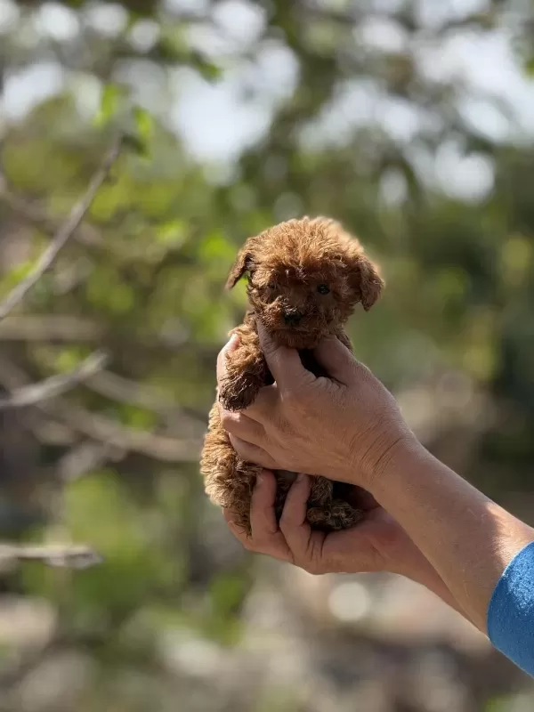 Aşili Çiş Eğitimli Teacup Toy Poodle