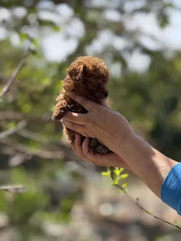 Aşili Çiş Eğitimli Teacup Toy Poodle