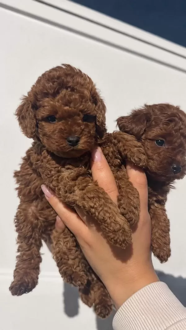 Minik Patiler, Red Brown Toy Poodle Yavrular