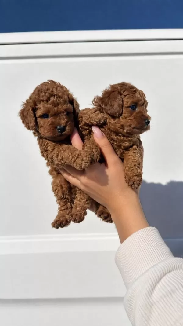 Minik Patiler, Red Brown Toy Poodle Yavrular