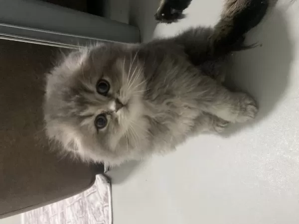 Sağlıklı Orjinal Kedilerimiz