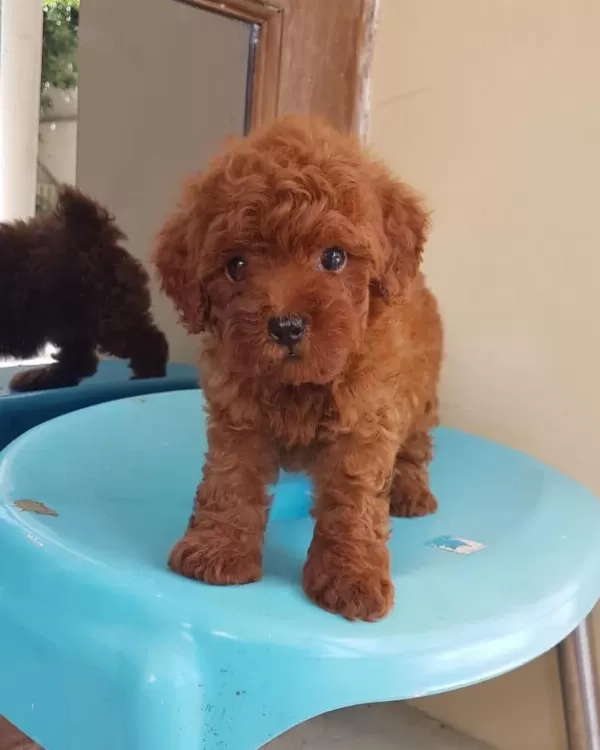 Toy Poodle Yavrulari