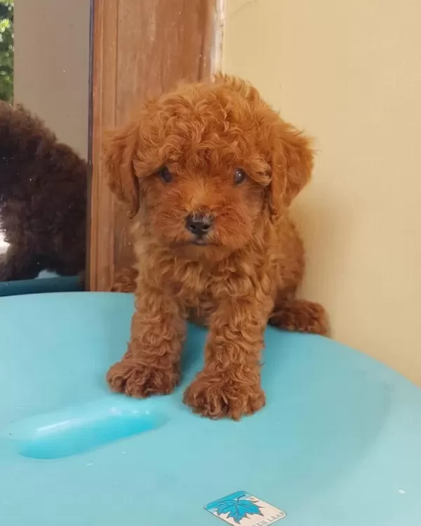Toy Poodle Yavrulari