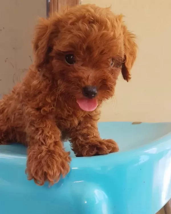 Toy Poodle Yavrulari