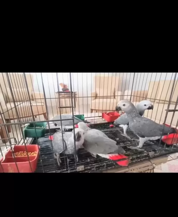 Jako Papağanı Yavrularımız Yeni Ailelerine Gitmeye Hazır
