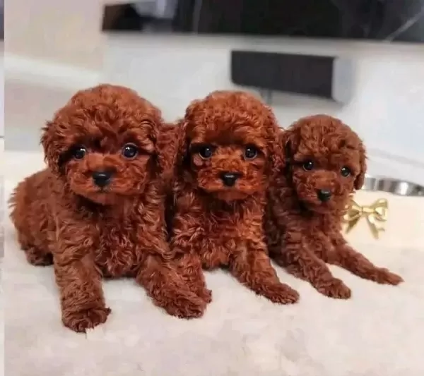 A Kalite Toy Poodle Bebek