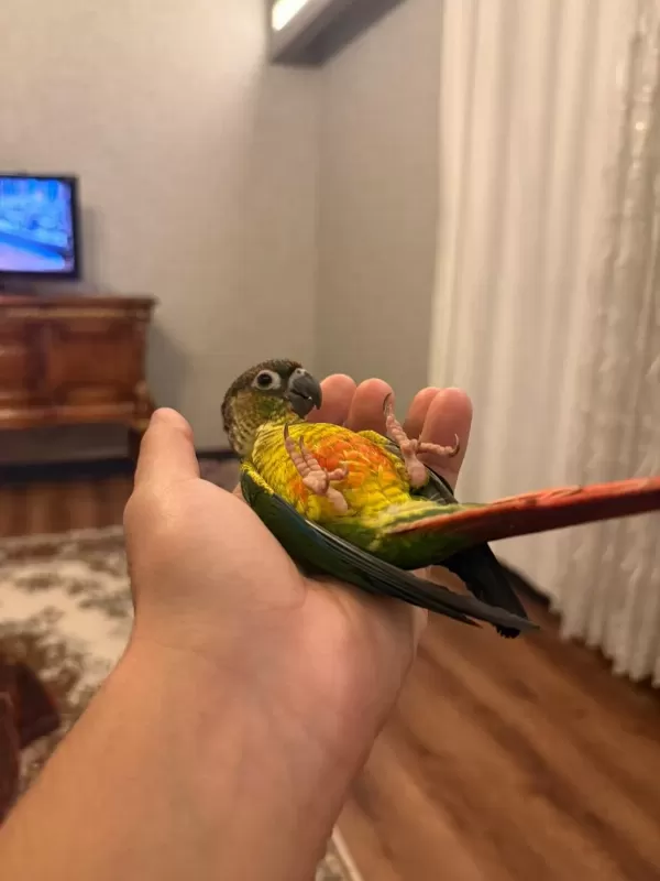 Sağlıklı Konur Papağani