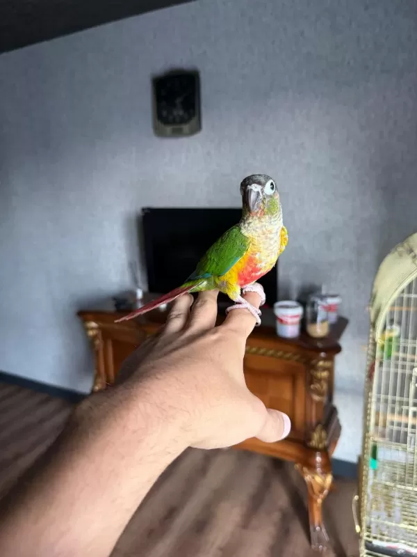 Sağlıklı Konur Papağani