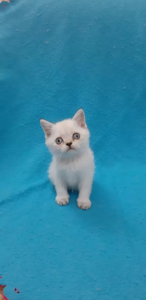 Blue Point Şeker Kedilerimiz