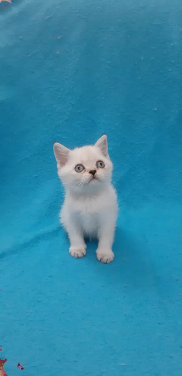 Blue Point Şeker Kedilerimiz