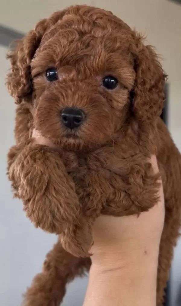 Mükemmel Güzellikteki Toy Poodle Yavrularimiz