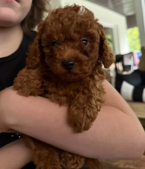 Veteriner Kontrollü Toy Poodle Yavrularimiz