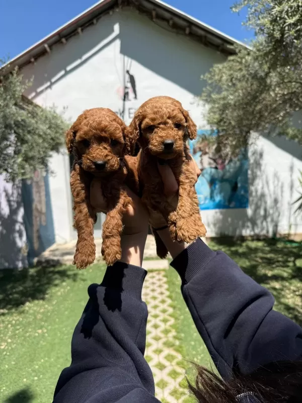 Ruhsatli Poodle Evinden Erkek Dişi Poodle Bebeklerim