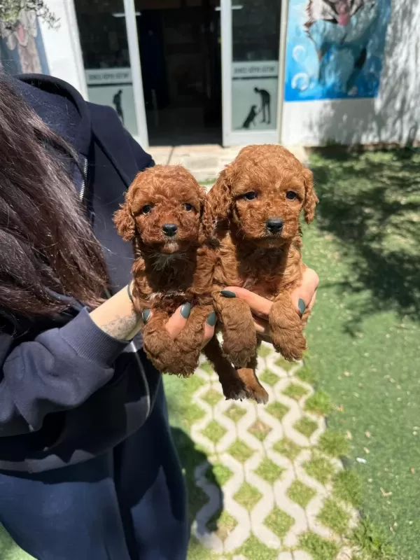 Ruhsatli Poodle Evinden Erkek Dişi Poodle Bebeklerim
