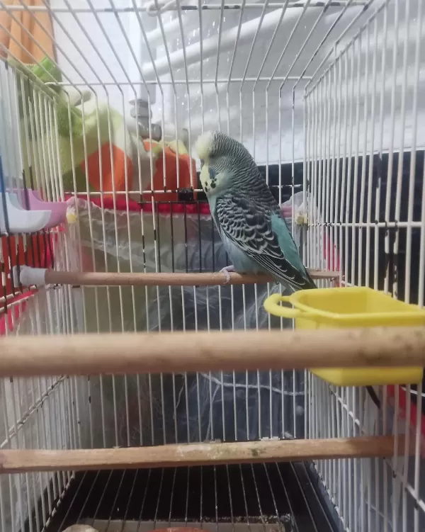 Jumbo Muhabbet Kuşu İki Adet Erkek