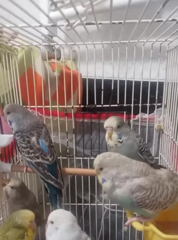 Jumbo Muhabbet Kuşu Yavruları