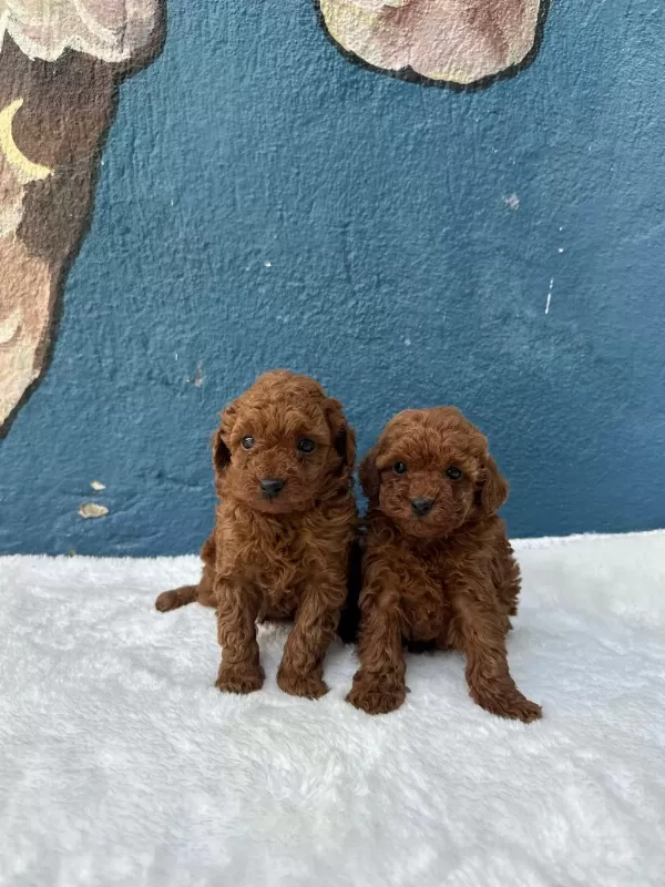 Denizlinin En Gözde Poodle Bebekleri