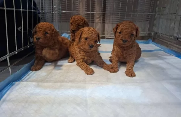 İrk Özelliği Taşiyan Toy Poodle