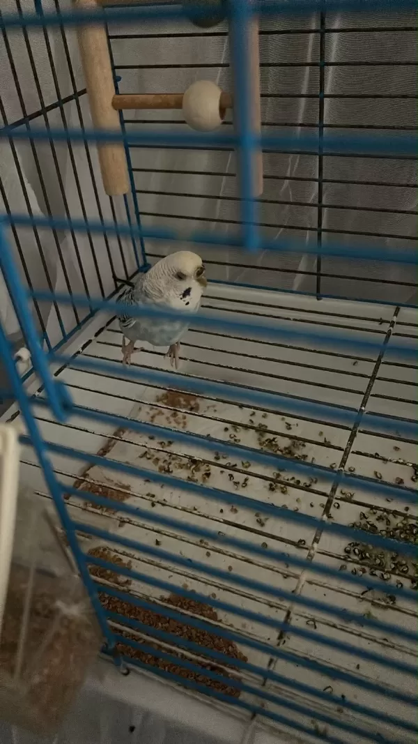 5 Yaşında Muhabbet Kuşu
