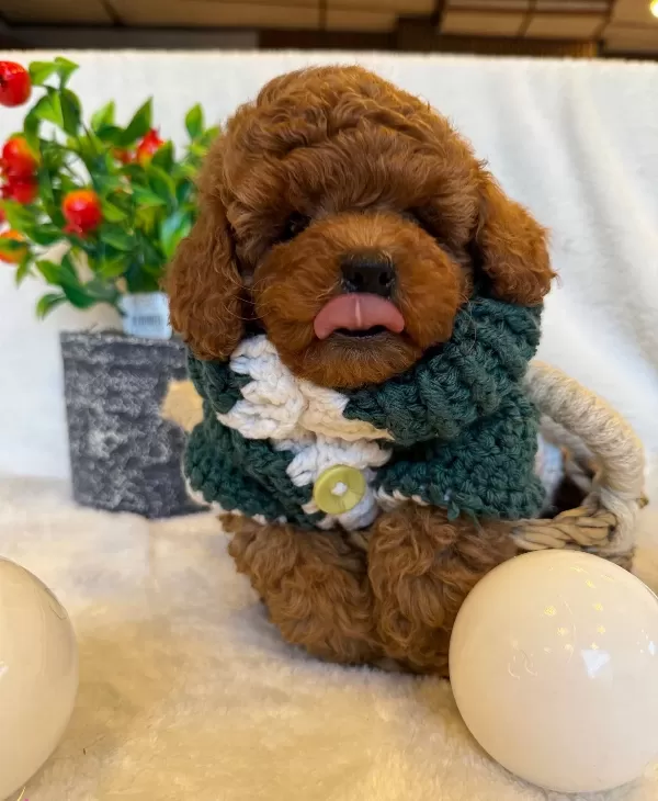 Korean Red Brown Bebek Yüzlü Poodle Yavrularimiz