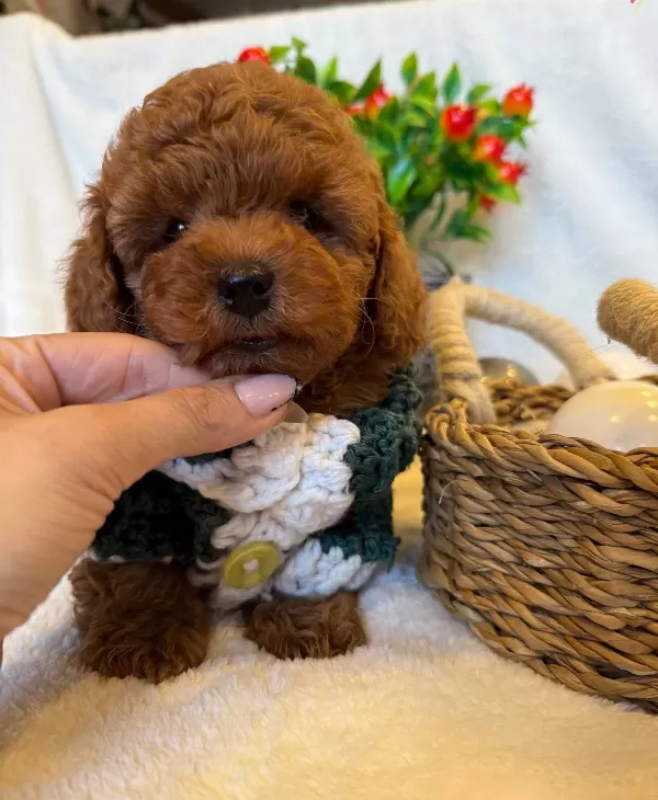 Korean Red Brown Bebek Yüzlü Poodle Yavrularimiz