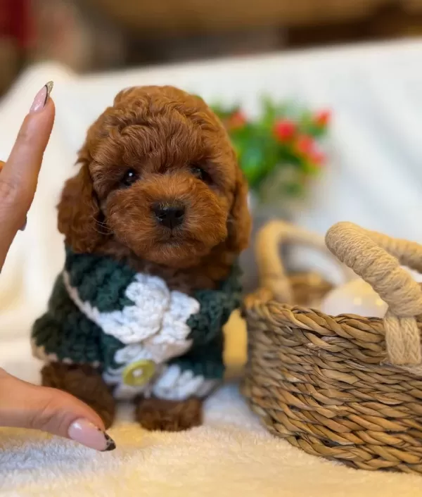 Korean Red Brown Bebek Yüzlü Poodle Yavrularimiz