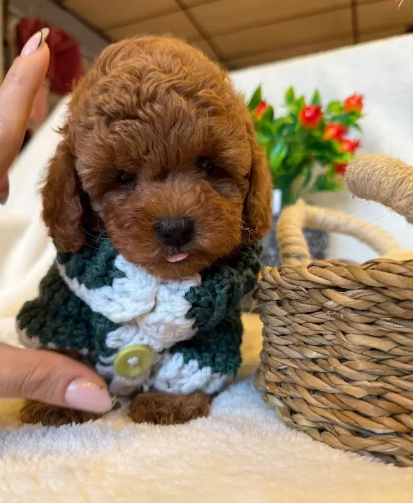 Korean Red Brown Bebek Yüzlü Poodle Yavrularimiz