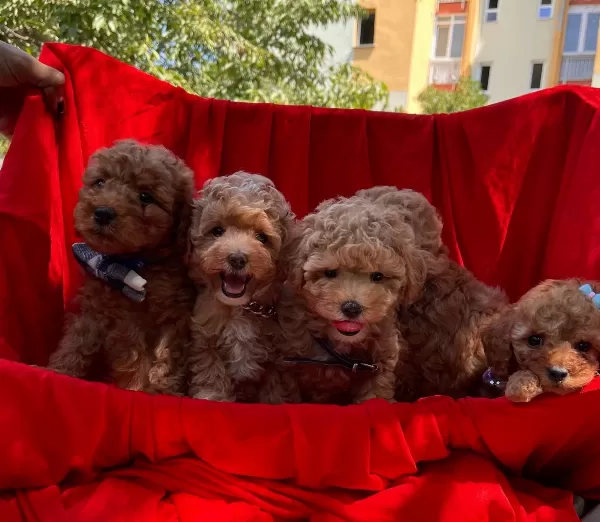 Toy Poodle Red Brown Red Yavrularımız