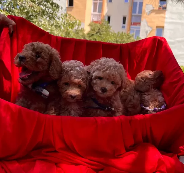 Toy Poodle Red Brown Red Yavrularımız