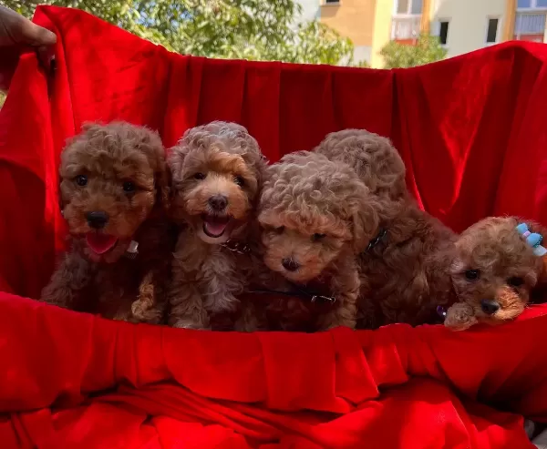 Toy Poodle Red Brown Red Yavrularımız