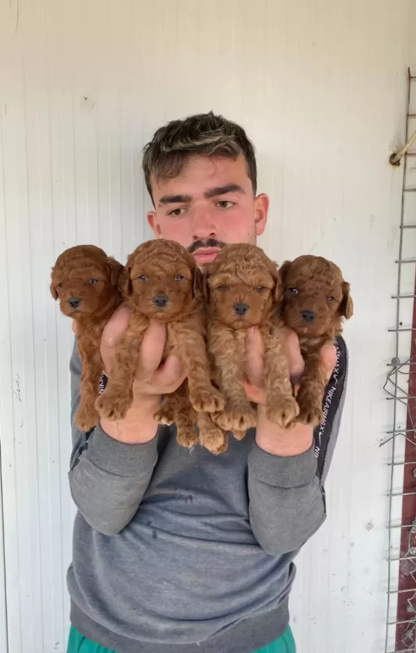 Denizli Pamukkale Orijin Garantili Kıvırcık Toy Poodle Yavruları