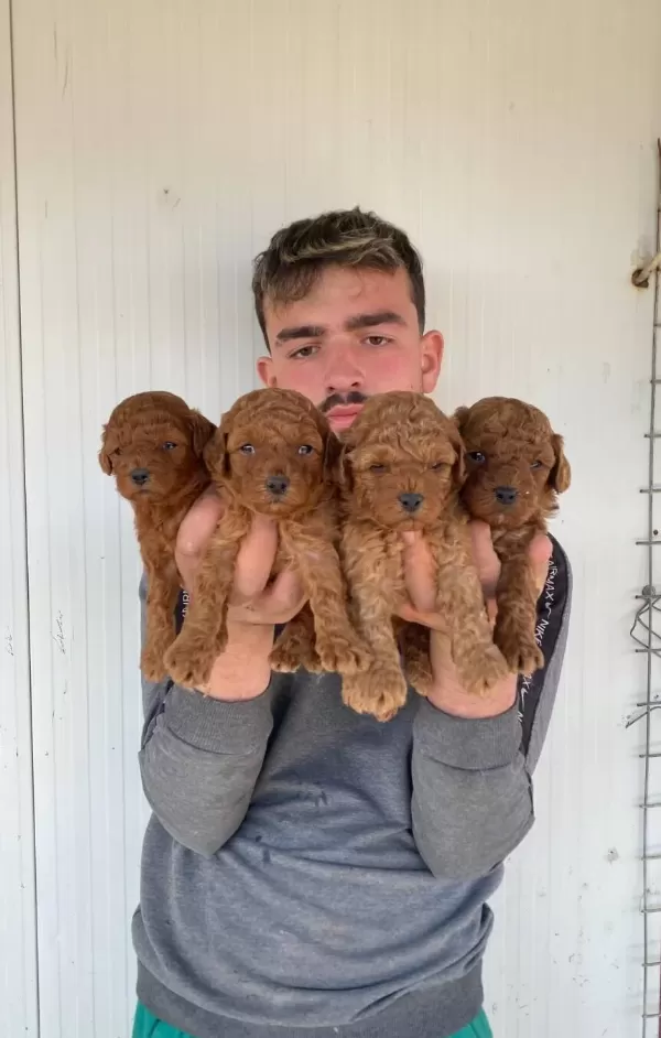 Denizli Pamukkale Orijin Garantili Kıvırcık Toy Poodle Yavruları