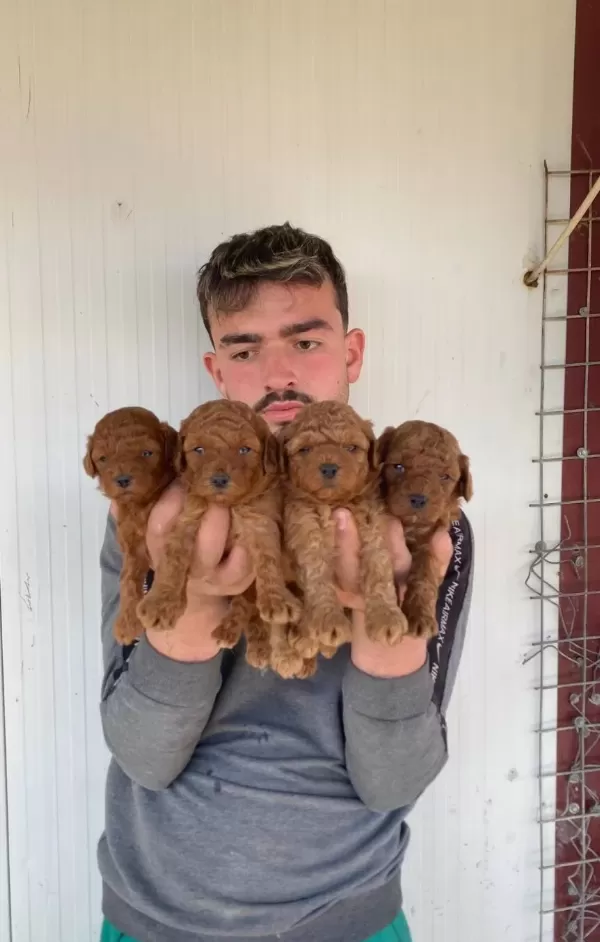 Denizli Pamukkale Orijin Garantili Kıvırcık Toy Poodle Yavruları