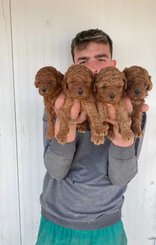 Denizli Pamukkale Orijin Garantili Kıvırcık Toy Poodle Yavruları