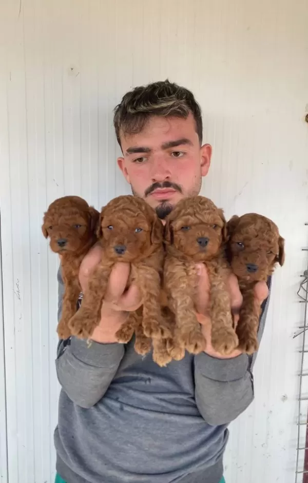 Denizli Pamukkale Orijin Garantili Kıvırcık Toy Poodle Yavruları